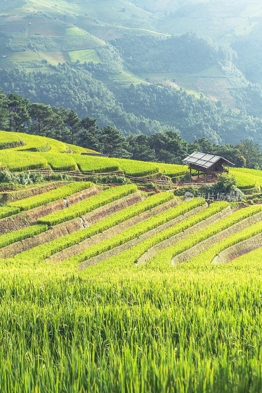 美丽的风景，绿色的稻田准备在越南西北部的梯田日落山在木仓寨，Yen Bai，越南